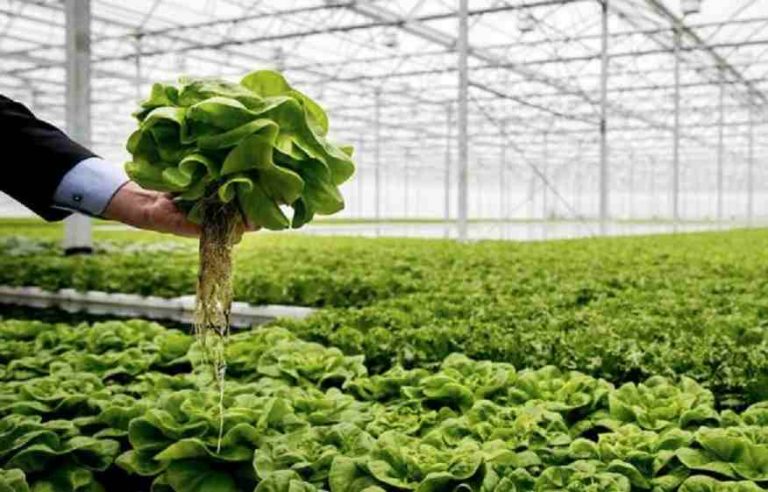 Aplican el 'corta y pega genético' para conseguir plantas 