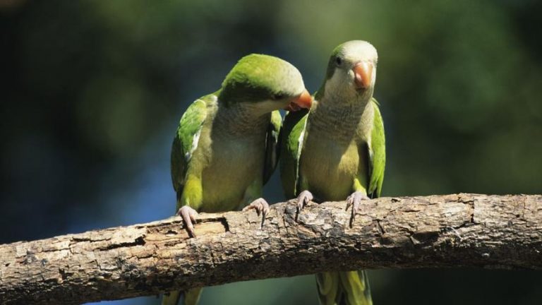 Madrid continúa con la adjudicación del contrato para reducir la población de cotorras