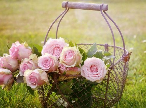 flores decorar jardín