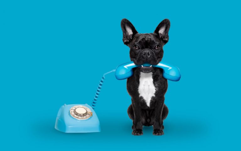 Si tienes mascotas no te pierdas estos gadgets