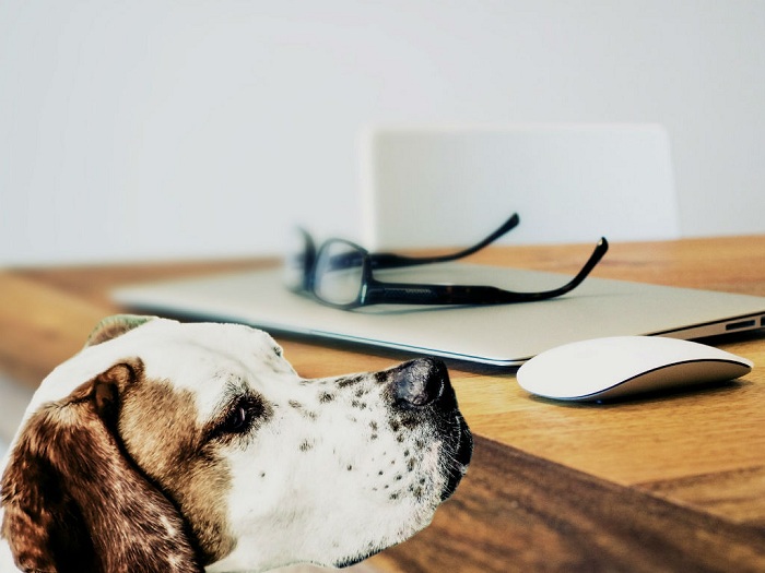 gadgets para mascotas