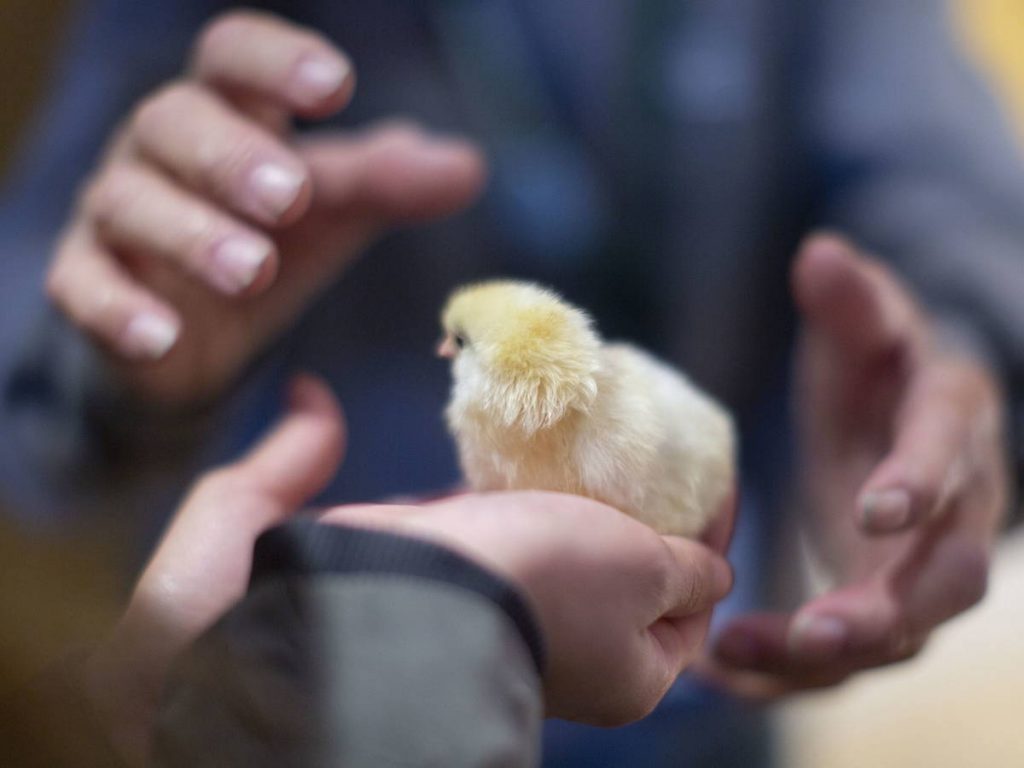 En Japón hubo recientemente un gran sacrificio de aves por al gripe aviar.