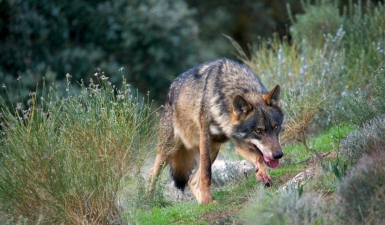 Cantabria pide a Planas que defienda a los ganaderos y evite la inclusión del lobo en el LESPRE