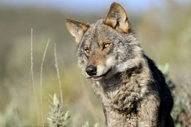 Organizaciones Agrarias amenazan con medidas de presión si no retiran la orden de protección del lobo