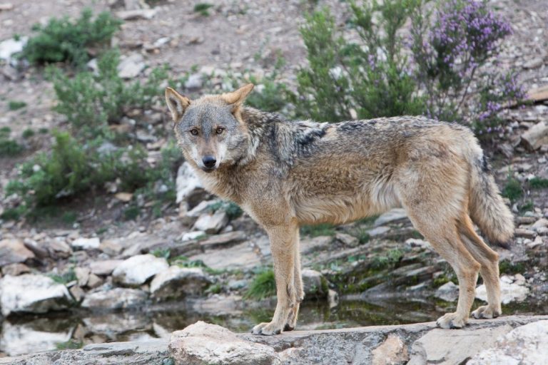 Las Cortes de Castilla y León instan al Gobierno a no incluir al lobo en el LESPRE