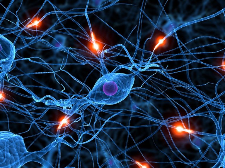 Investigadores describen un nuevo mecanismo neuronal relacionado con la ELA