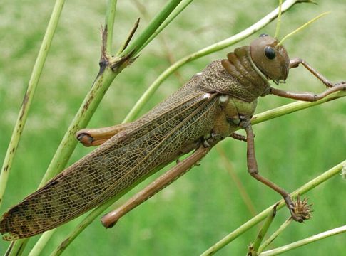 muestreos de insectos