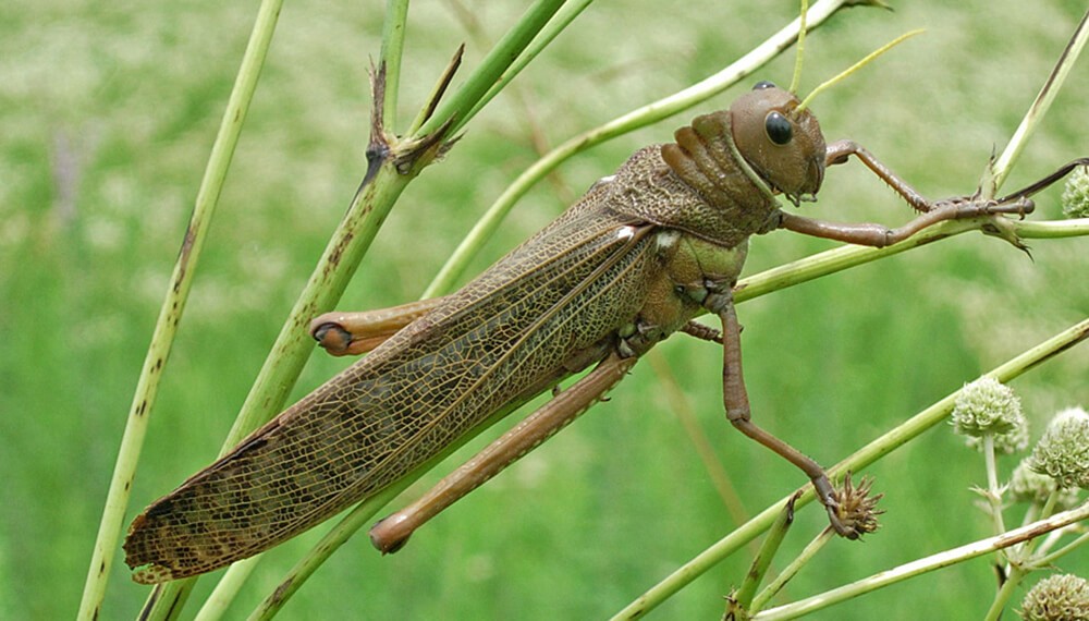 muestreos de insectos