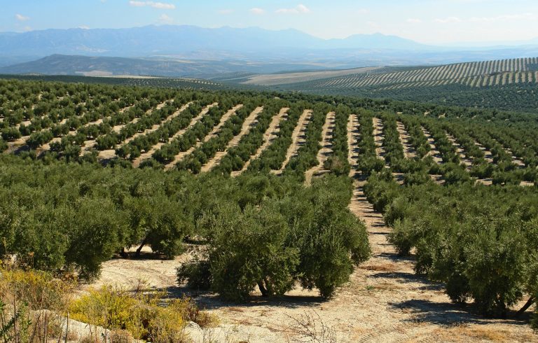 Desarrollan un modelo que predice el impacto del cambio climático en el olivar andaluz