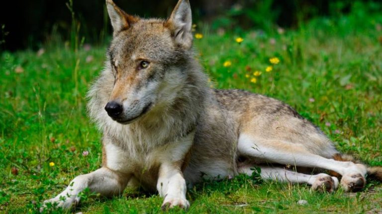 Más de 450 personas dan su apoyo a la protección del lobo en un manifiesto