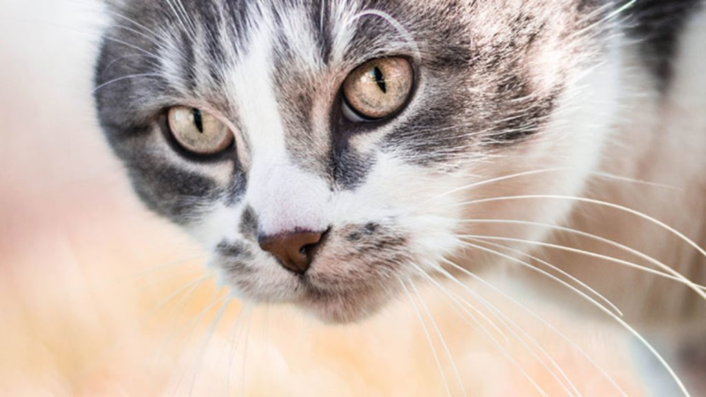 ¿Qué significa el maullido de un gato?