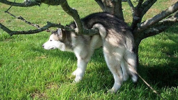 15 pilladas embarazosas a animales domésticos 01