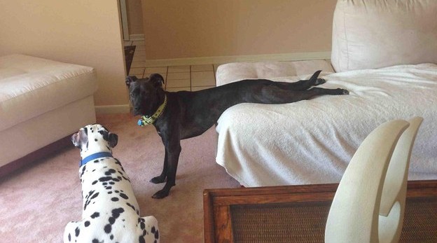 15 pilladas embarazosas a animales domésticos 11