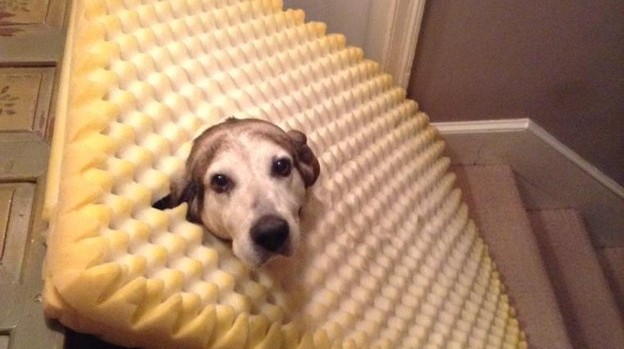 15 pilladas embarazosas a animales domésticos 12