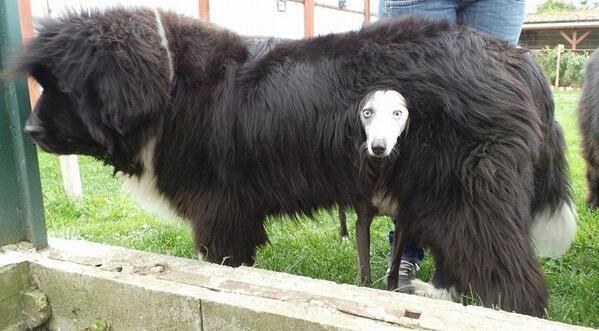 15 pilladas embarazosas a animales domésticos 13