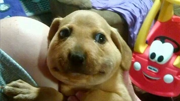 15 pilladas embarazosas a animales domésticos 14