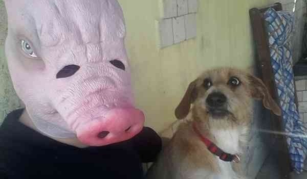 15 pilladas embarazosas a animales domésticos 15