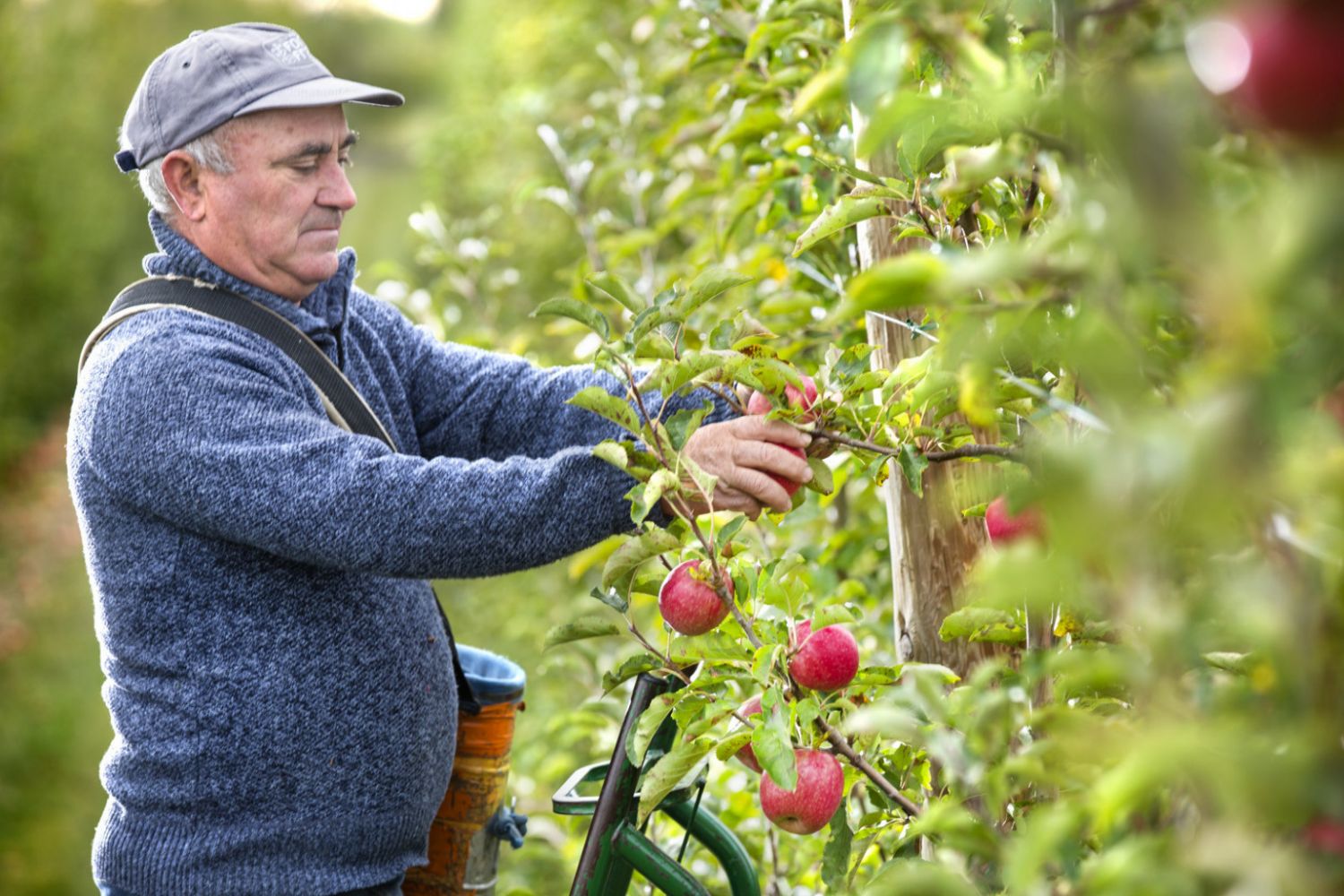 Ya es posible sentir el latido del campo desde la ciudad: apadrina un manzano Pink Lady® 118 manzanas