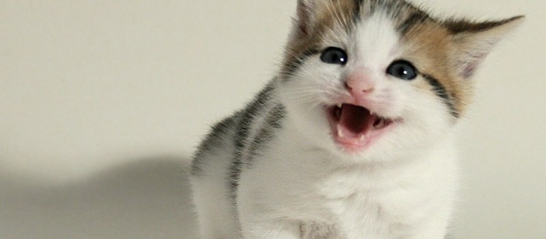 16 cosas increíbles que no sabías sobre los gatos 01