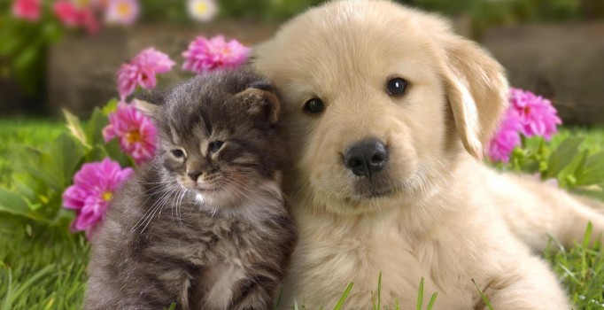 Qué trámites debes cumplir cuando tu mascota fallece