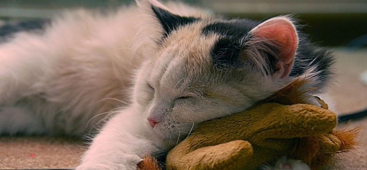 16 cosas increíbles que no sabías sobre los gatos 06