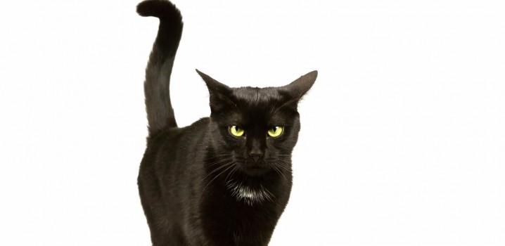 16 cosas increíbles que no sabías sobre los gatos 08