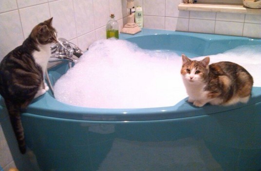 16 cosas increíbles que no sabías sobre los gatos 09