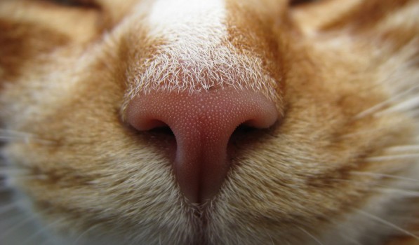 16 cosas increíbles que no sabías sobre los gatos 12