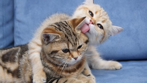 16 cosas increíbles que no sabías sobre los gatos 13