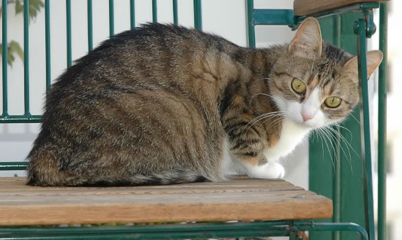 16 cosas increíbles que no sabías sobre los gatos 16