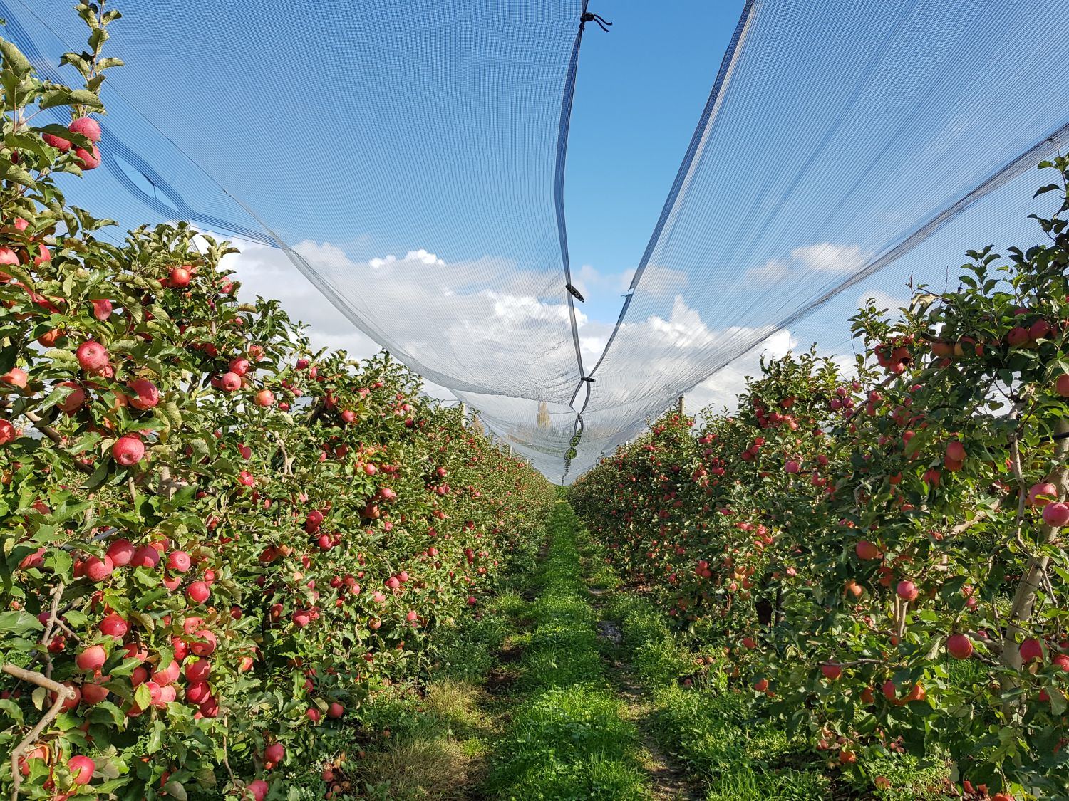 Ya es posible sentir el latido del campo desde la ciudad: apadrina un manzano Pink Lady® 120 Manzanas