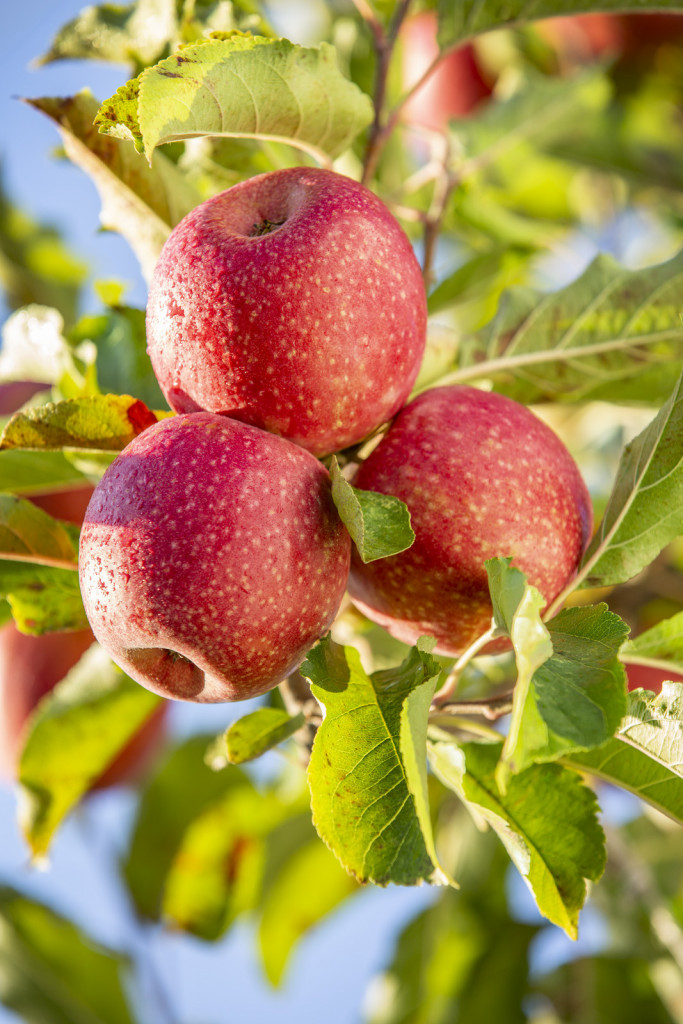 Ya es posible sentir el latido del campo desde la ciudad: apadrina un manzano Pink Lady® 117 Manzana