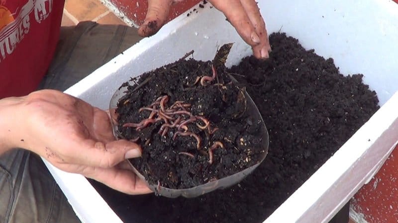 Cómo hacer fertilizante casero para tus plantas 206 Ventajas de usar fertilizantes caseros