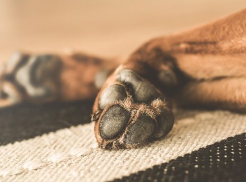 Cómo cortarle las uñas a un perro Cómo cortarle las uñas a un perro