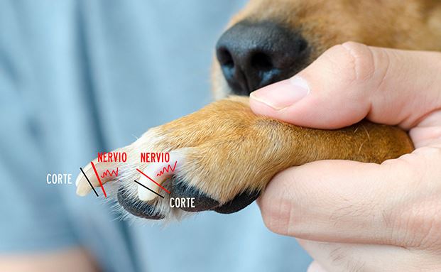 Cómo cortarle las uñas a un perro