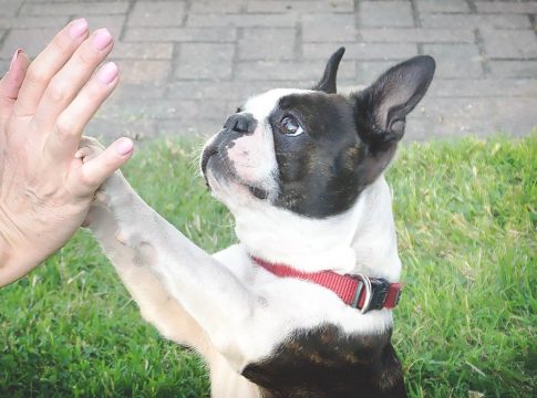 Cómo cortarle las uñas a un perro Cómo cortarle las uñas a un perro