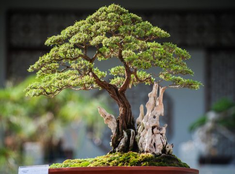 Cómo cuidar un bonsai y que no se muera a las dos semanas 1 Cómo cuidar un bonsai y que no se muera a las dos semanas