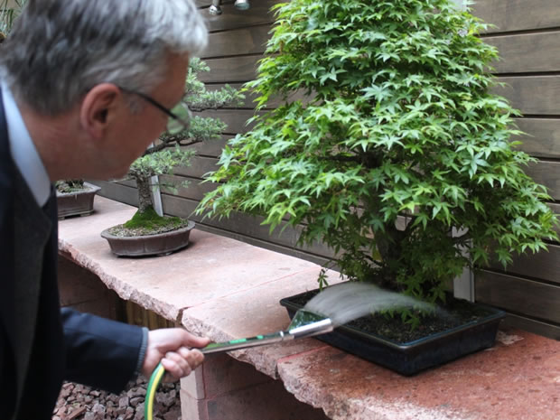 Cómo cuidar un bonsái y que no se muera a las dos semanas 50 Riego del bonsái