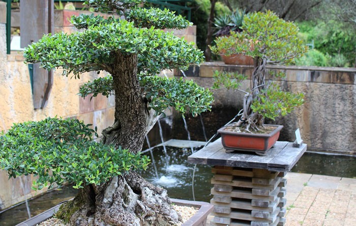 Cómo cuidar un bonsái y que no se muera a las dos semanas 43 Olvidarse de regar