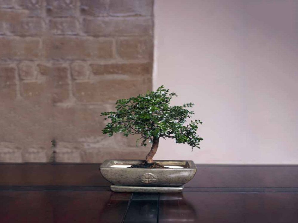 Cómo cuidar un bonsái y que no se muera a las dos semanas 46 Poca luz
