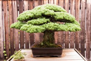 No es Japón, es Madrid: el bello parque con estilo oriental que no conoces