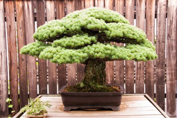 Cómo cuidar un bonsái y que no se muera a las dos semanas 47 Falta de paciencia