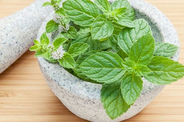 Cómo deshacerte de las hormigas 103 Menta