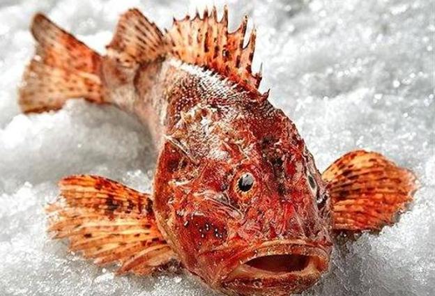 Cómo hacer un cabracho siguiendo la receta de Celia Villalobos 134 Características del cabracho