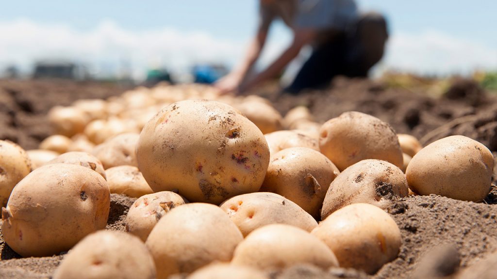 Cómo hacer unas deliciosas tortas de patata en solo 20 minutos 142 La papa y la patata