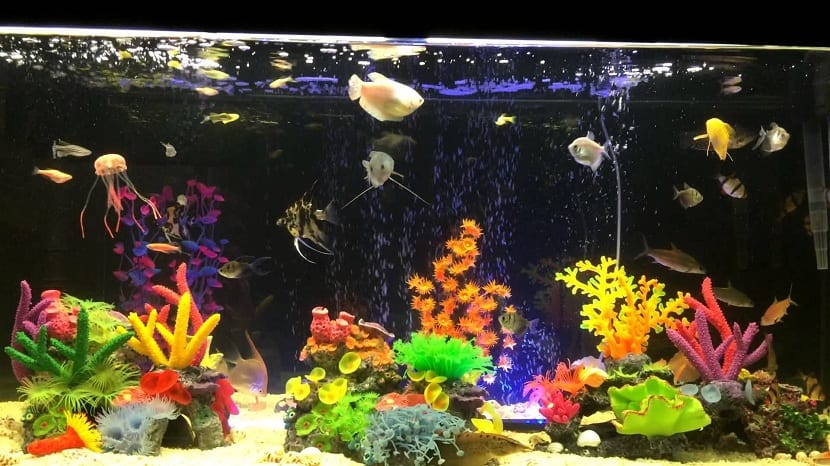 Cómo poner un acuario para peces tropicales 46 Cómo poner un acuario para peces tropicales