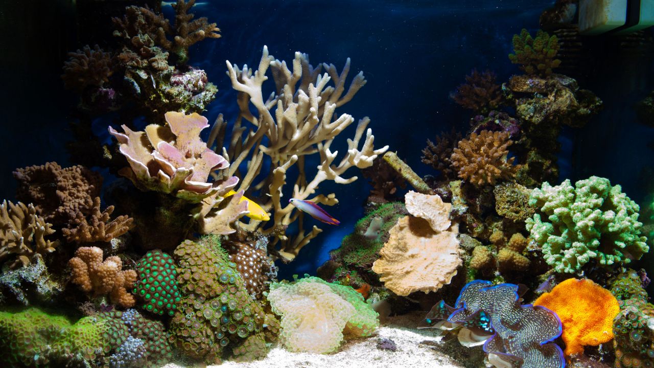 Cómo poner un acuario para peces tropicales 47 acuario para peces tropicales