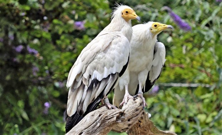 El alimoche selecciona las áreas con más densidad de individuos para reproducirse por primera vez