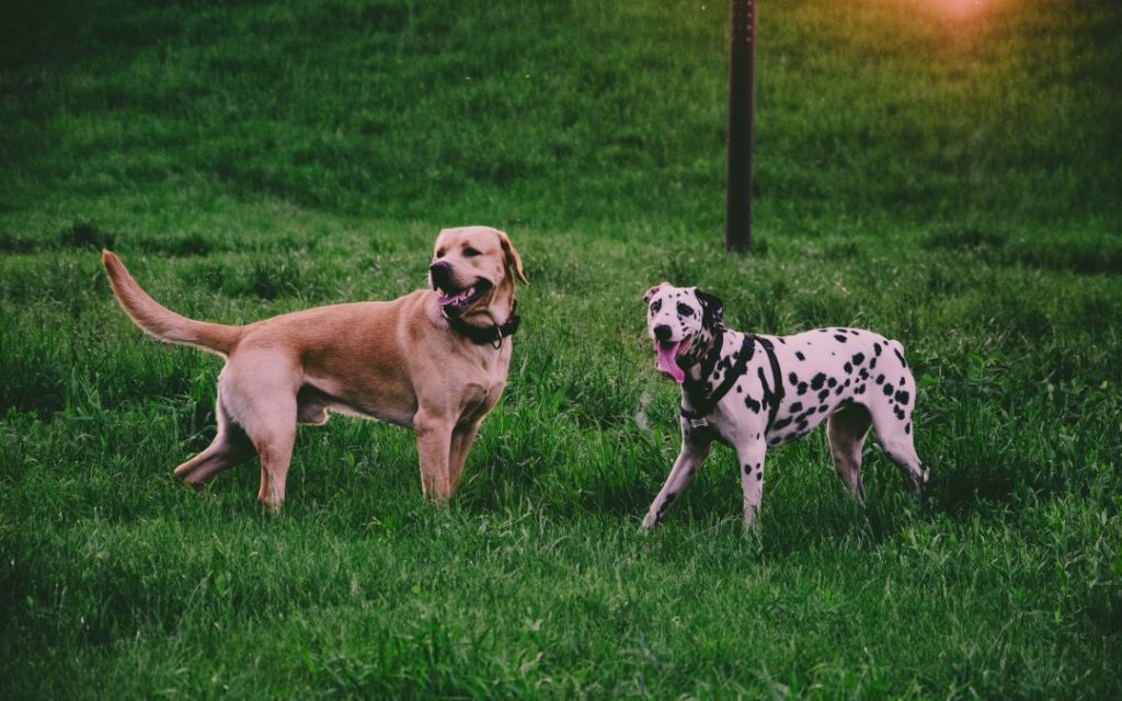 El comportamiento de los perros