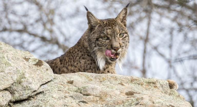 El lince ibérico habitó en Francia e Italia hace 600.000 años